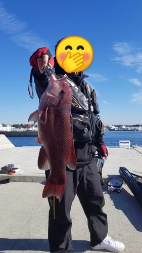 コブダイの釣果