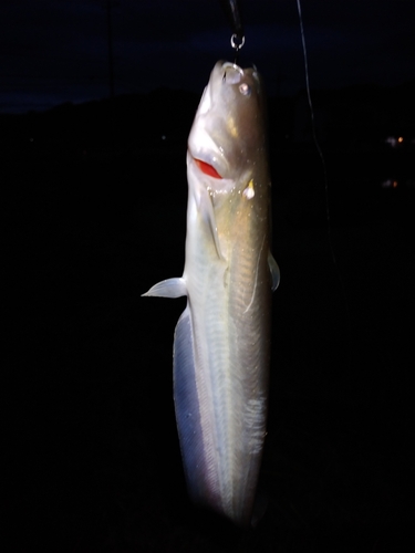 ナマズの釣果