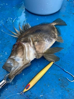 マトウダイの釣果