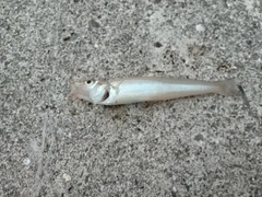 シロギスの釣果