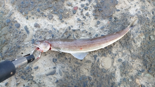 エソの釣果