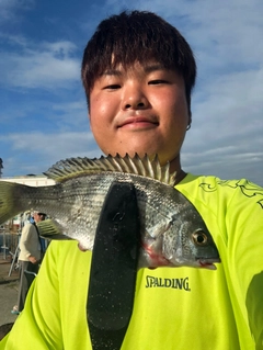 クロダイの釣果