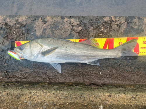 シーバスの釣果