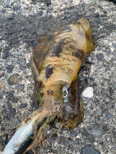 アオリイカの釣果