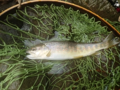 ブラウントラウトの釣果