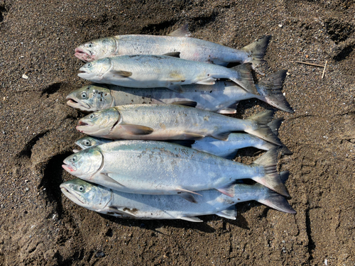 アキアジの釣果