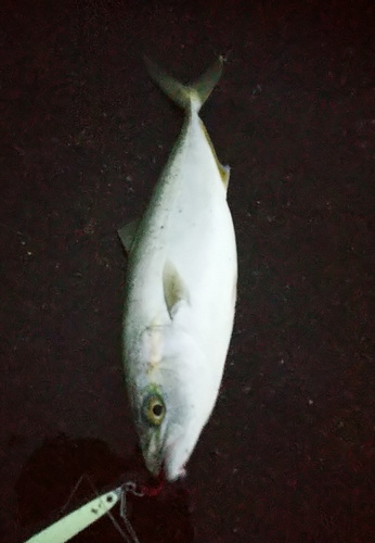 ツバスの釣果