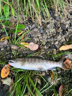 ヤマメの釣果