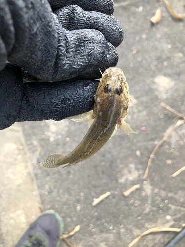 マハゼの釣果