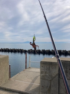 タコの釣果