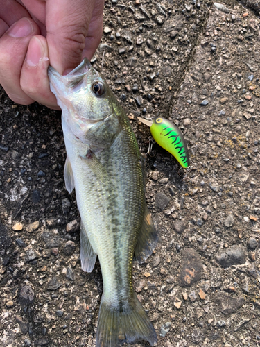 ラージマウスバスの釣果