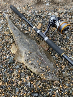 マゴチの釣果