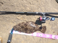 ヒラメの釣果