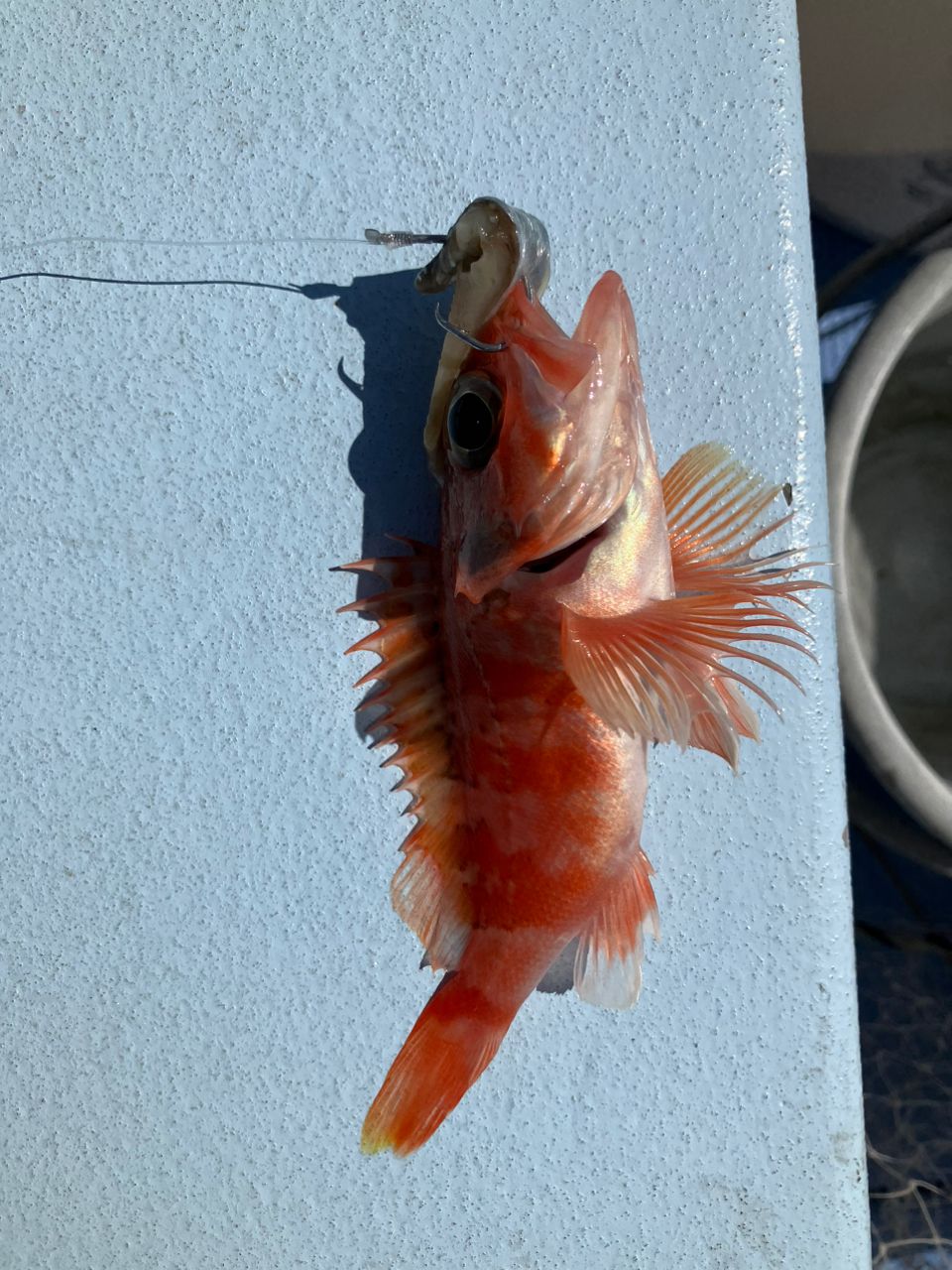 クロムツ