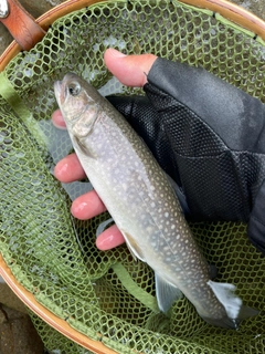 イワナの釣果