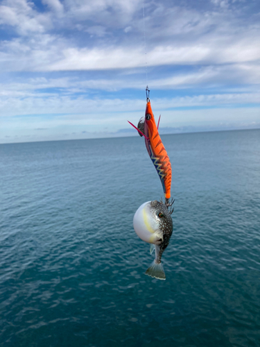 フグの釣果