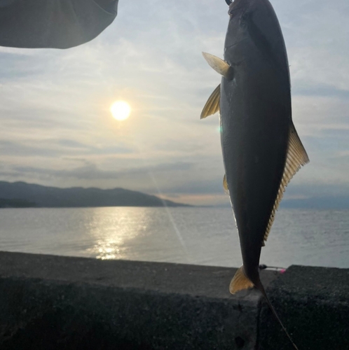 ショゴの釣果