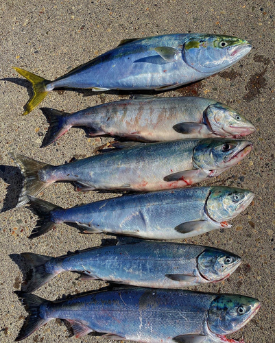 アキアジの釣果