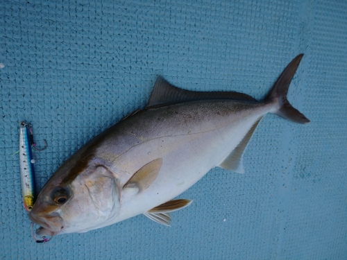 ネリゴの釣果