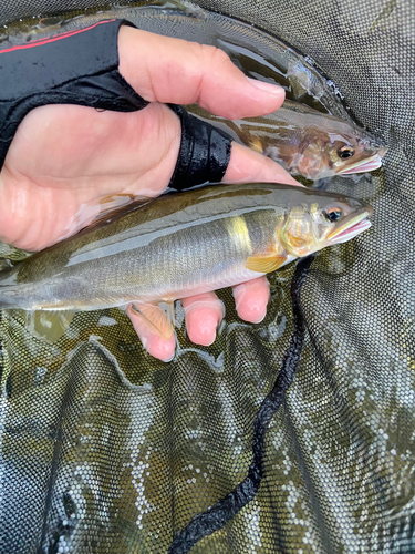 アユの釣果