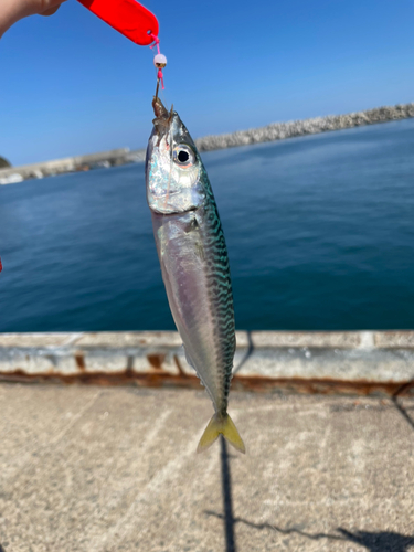 サバの釣果