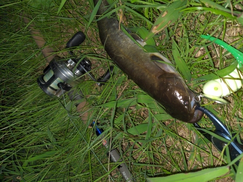 ナマズの釣果