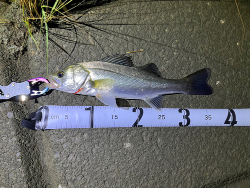 シーバスの釣果