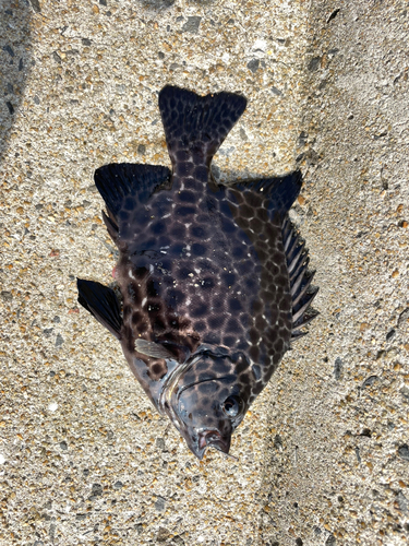 イシガキダイの釣果