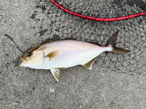 ショゴの釣果