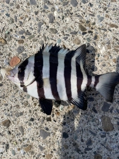 サンバソウの釣果