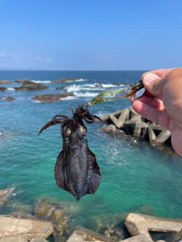 アオリイカの釣果