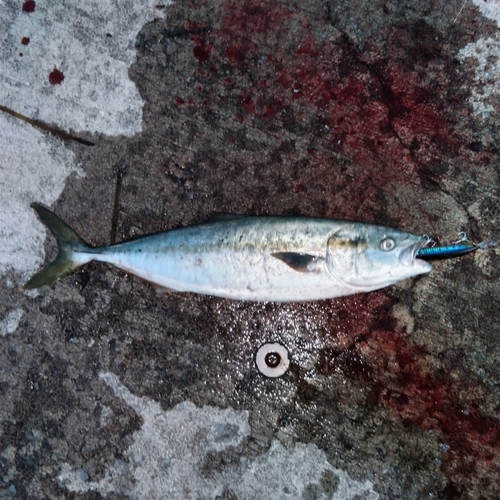 イナダの釣果