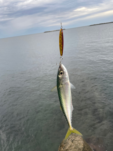 サバの釣果