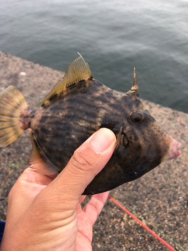 カワハギの釣果