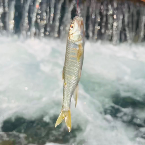 オイカワの釣果