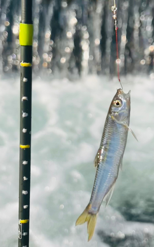 オイカワの釣果