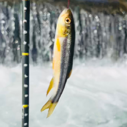 カワムツの釣果