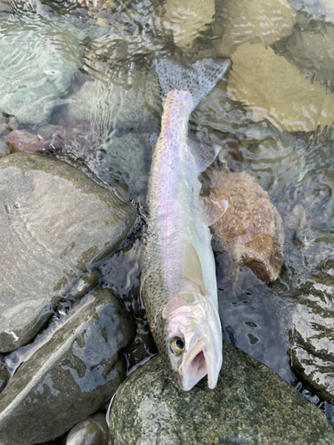 ニジマスの釣果