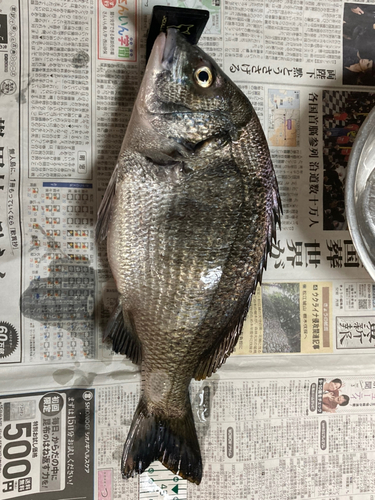 チヌの釣果