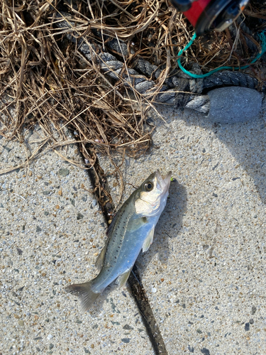 セイゴ（マルスズキ）の釣果