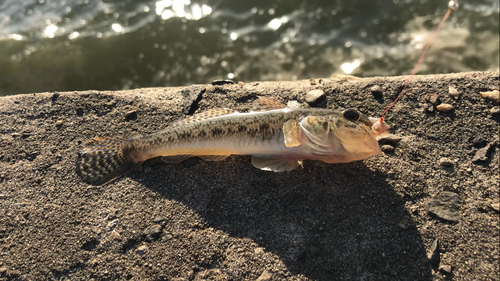 マハゼの釣果