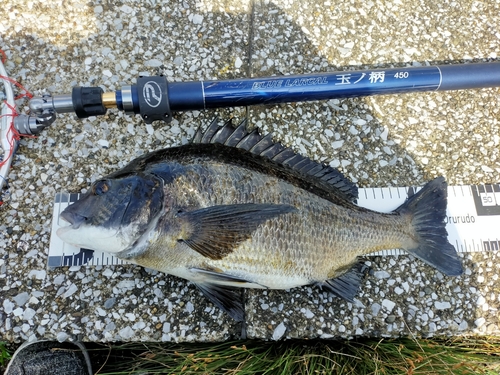 クロダイの釣果