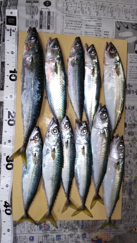 サバの釣果