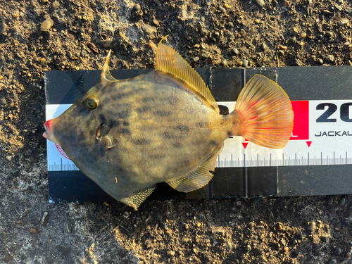 カワハギの釣果