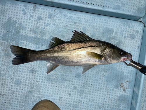 釣果