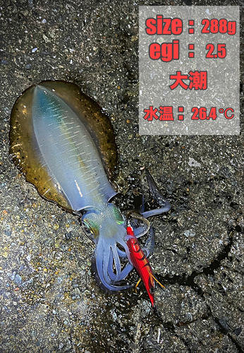 イカの釣果