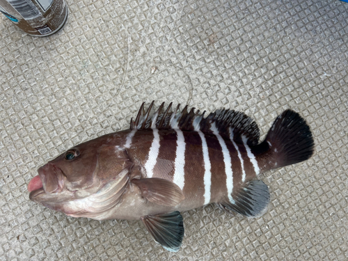 マハタの釣果