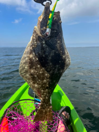 ヒラメの釣果