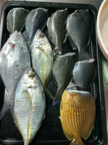 ナンヨウカイワリの釣果