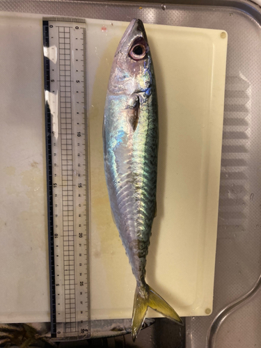 サバの釣果